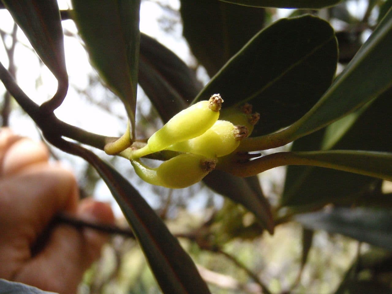 Nemuaron