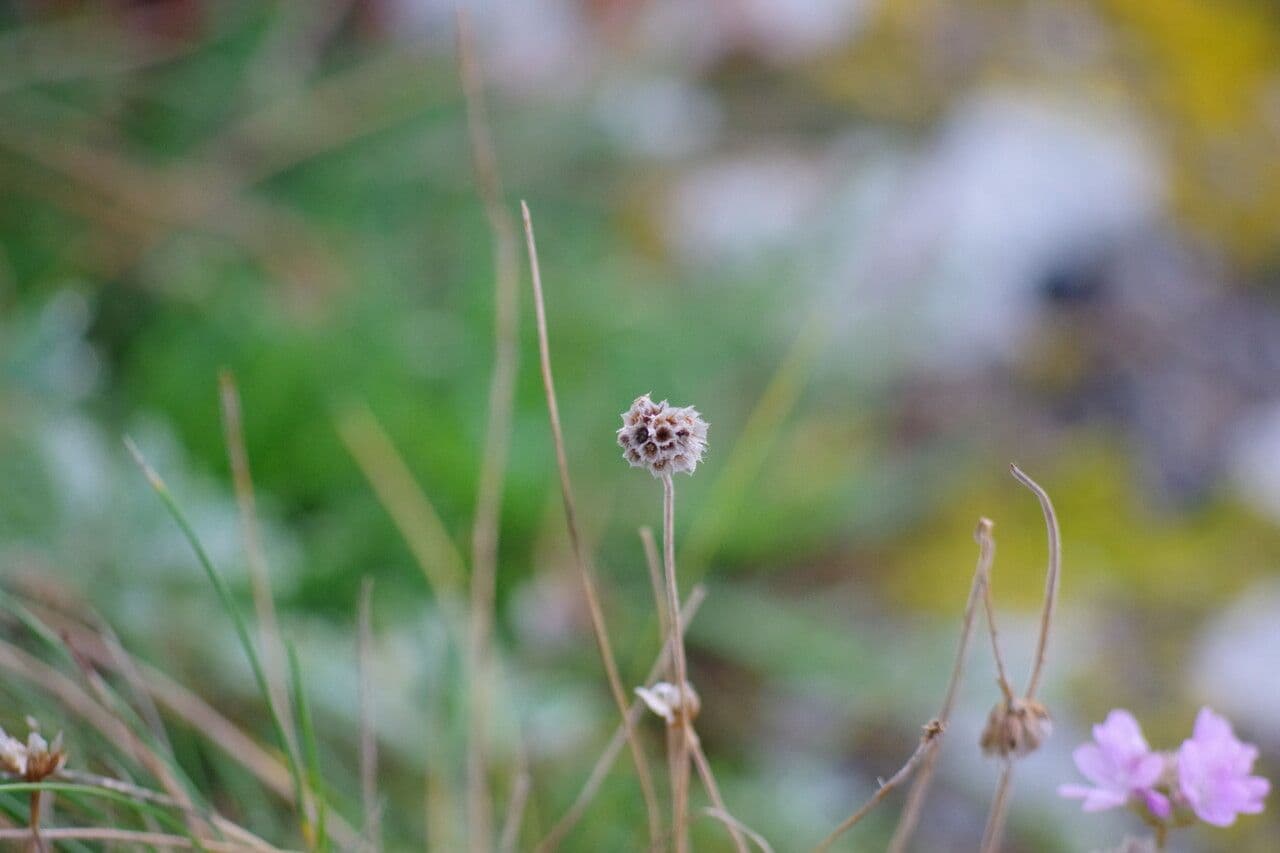 Armeria 26