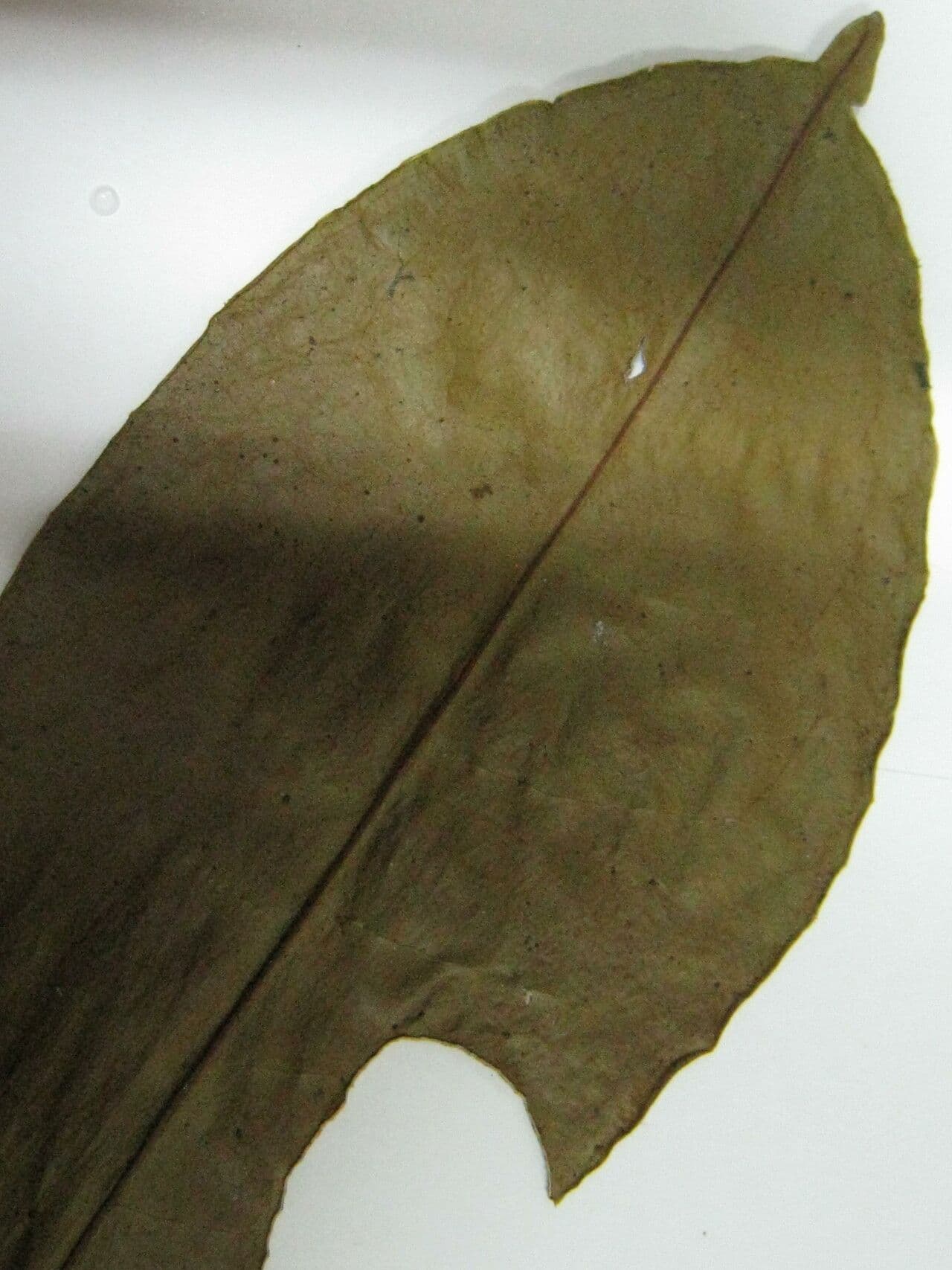 Tachia 4