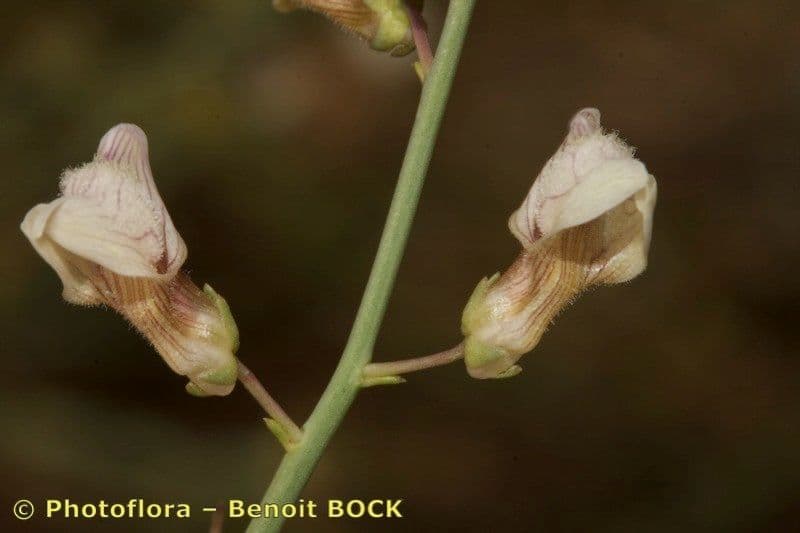 Acanthorrhinum 5