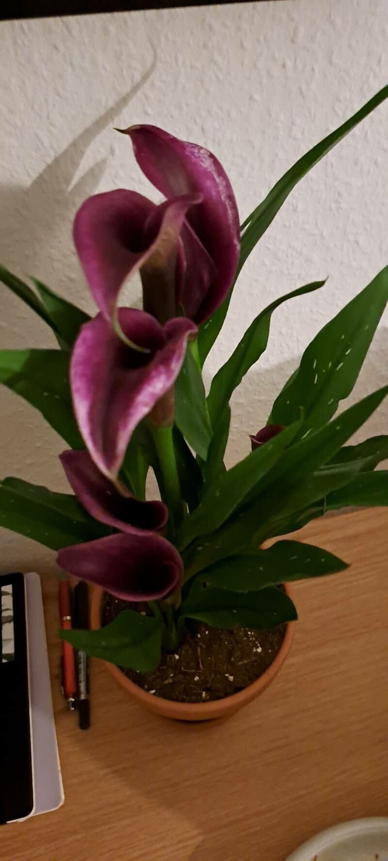 Calla 13