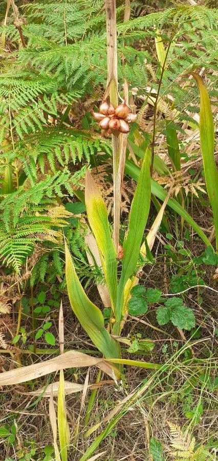 Watsonia meriana 20