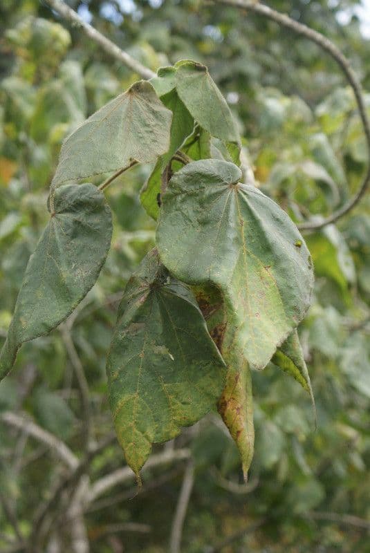 Dombeya 17