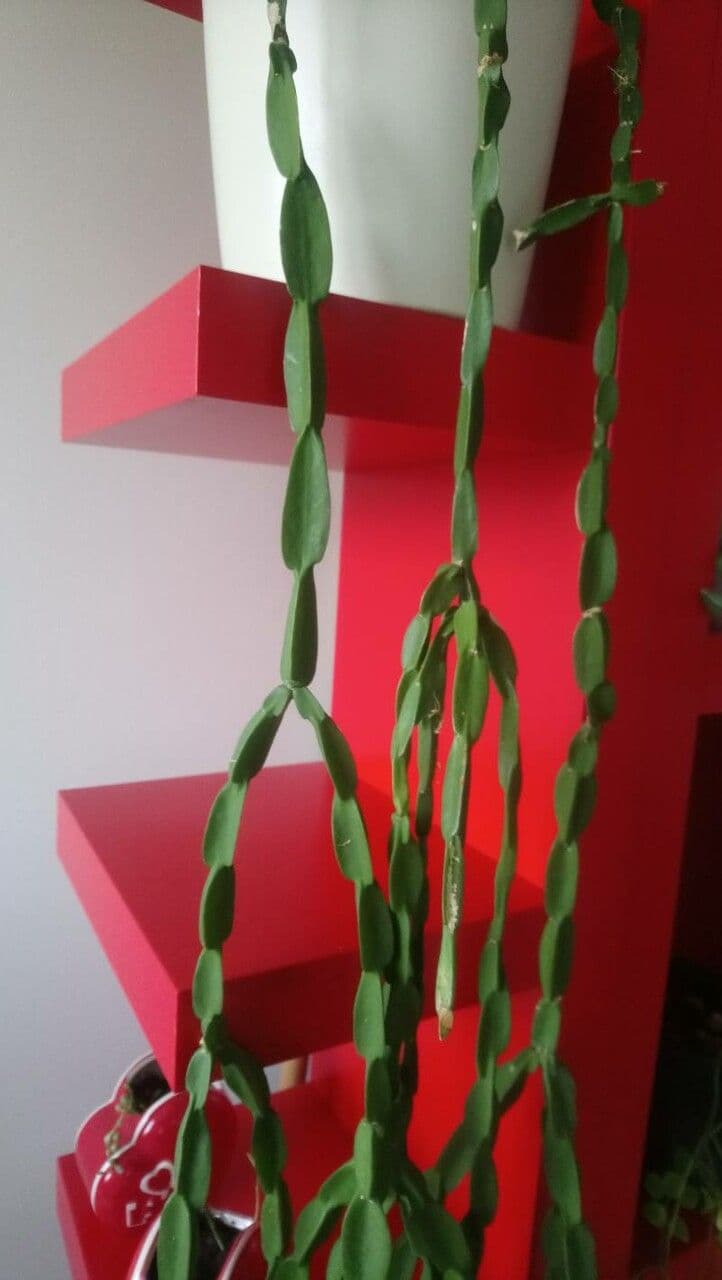 Rhipsalis 9
