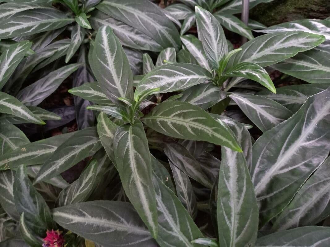 Pianta gamberetto viola 8