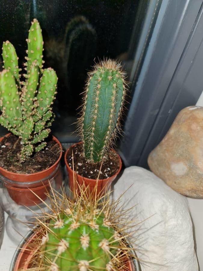 Pilosocereus pachycladus 10