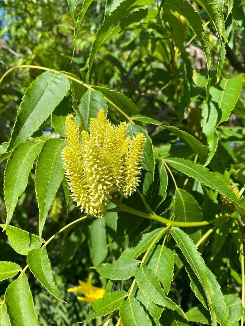 Platycarya strobilacea 10