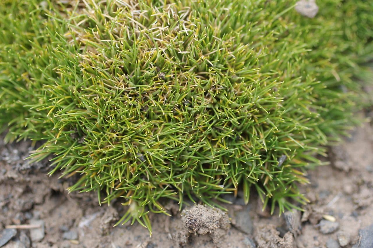 Aciachne 9