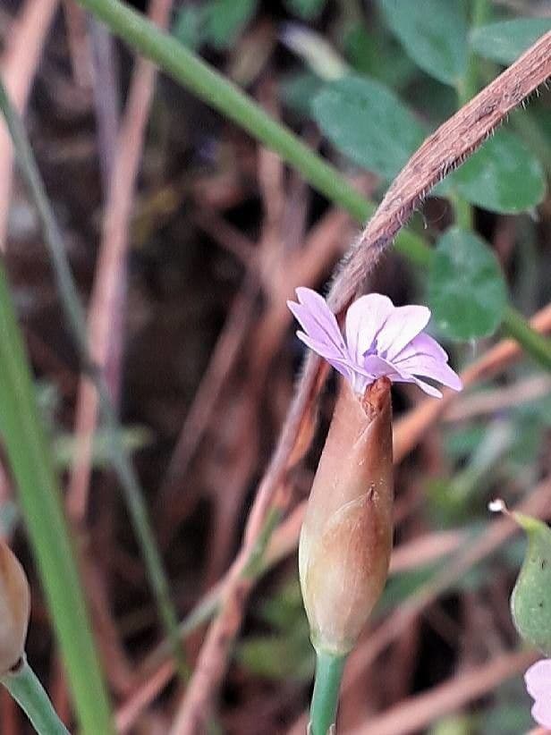 Clavel de monte 8