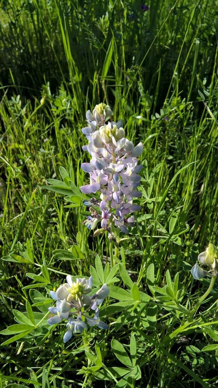 Lupinus texensis 12