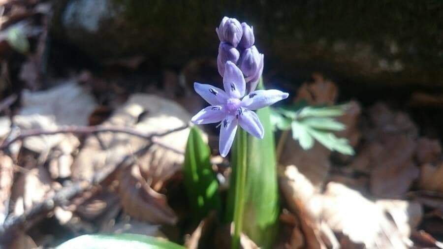 Scilla lilio-hyacinthus 3