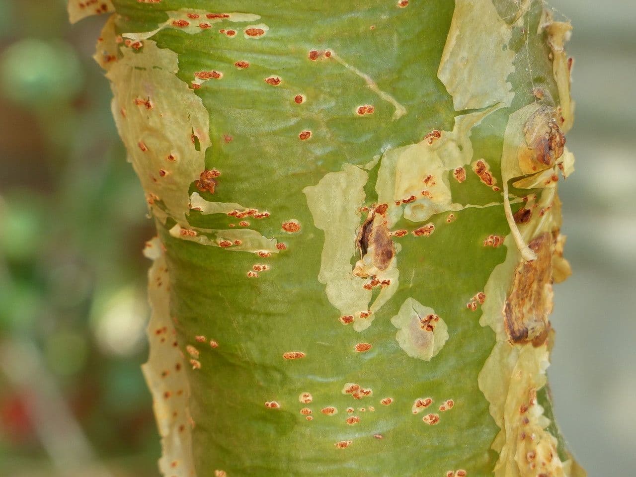 Commiphora 4