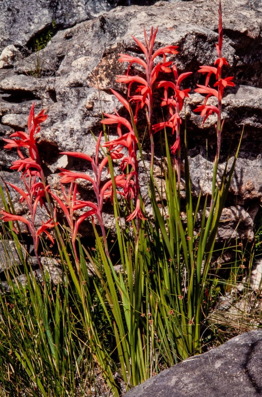 Watsonia 3