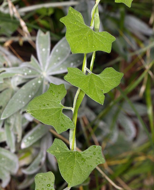 Calystegia finta della Sierra 12