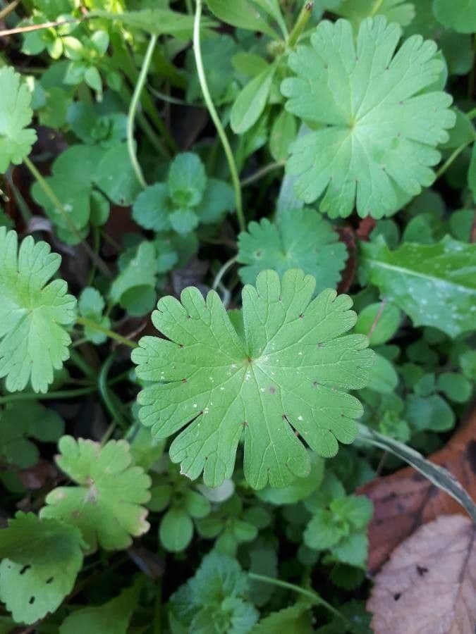 Géranium fluet 19