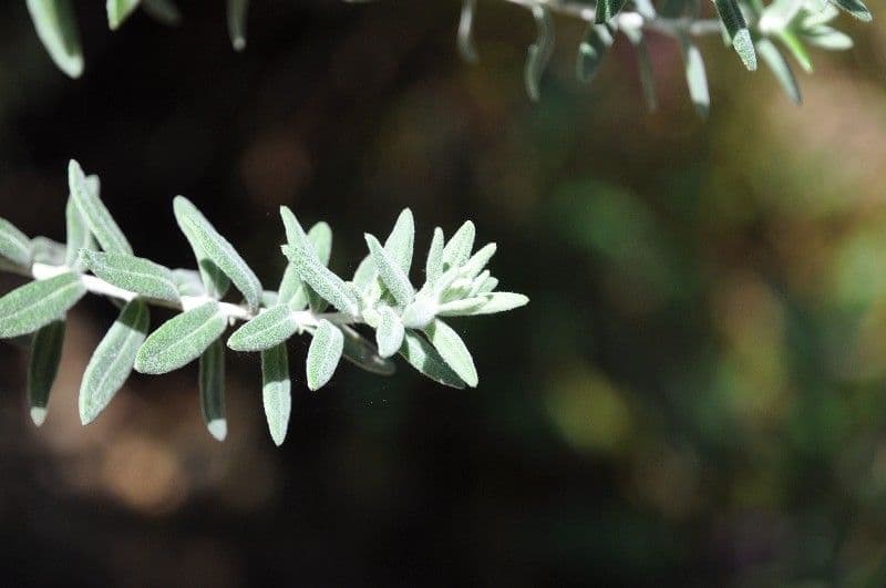 Hubertia 19