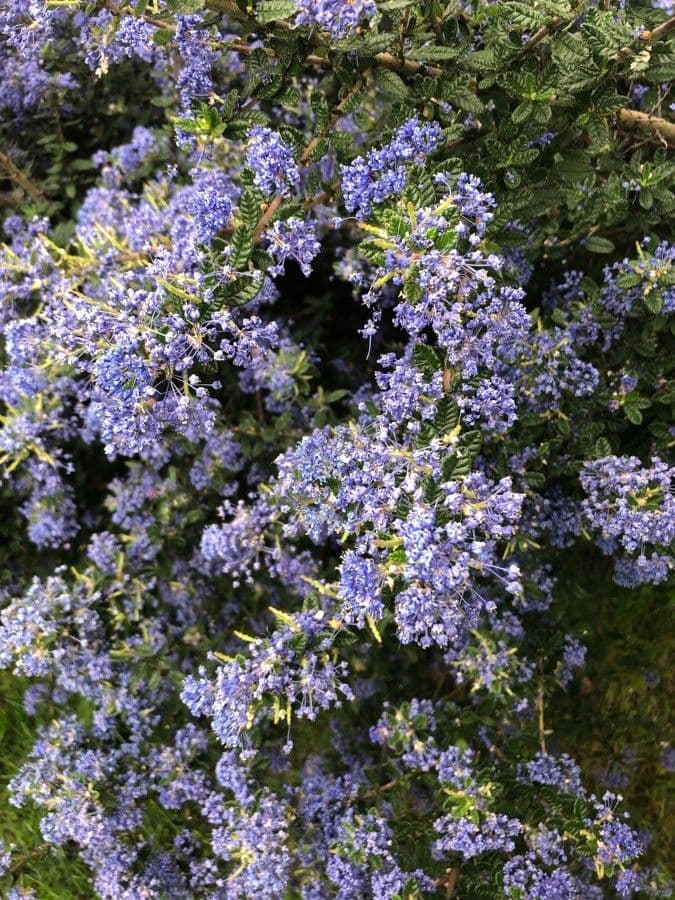 Ceanothus