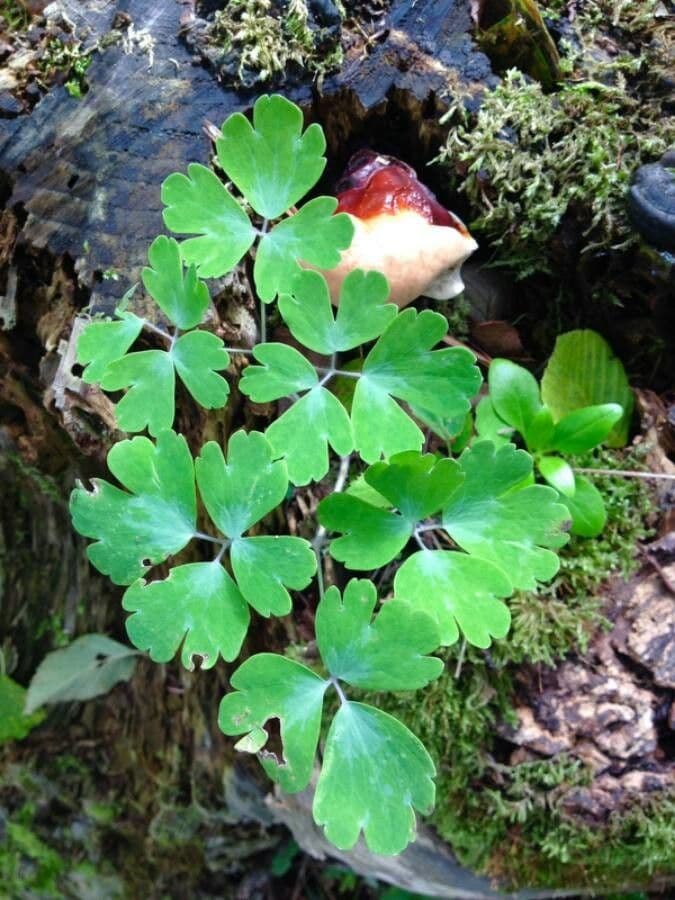 Aquilegia comune 20