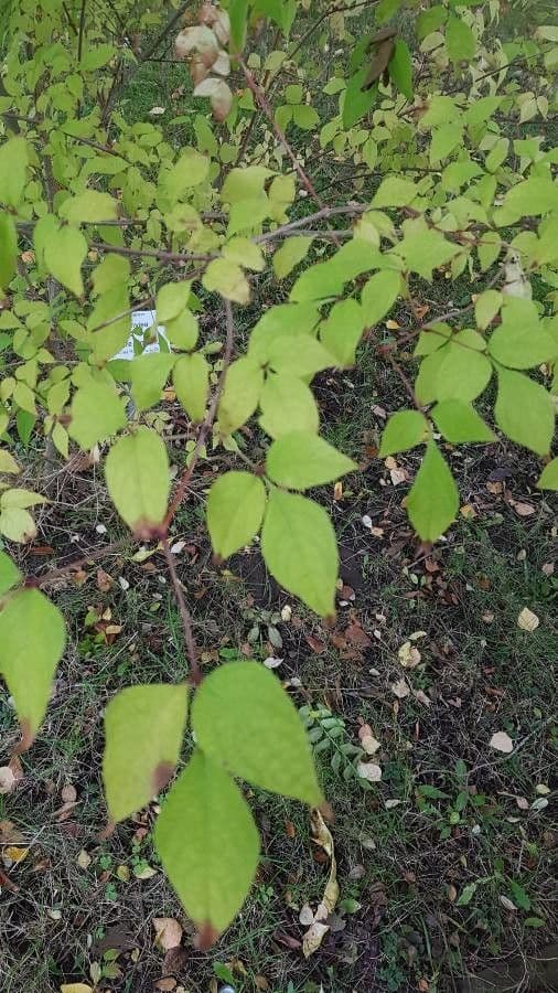 Staphylea bumalda 7