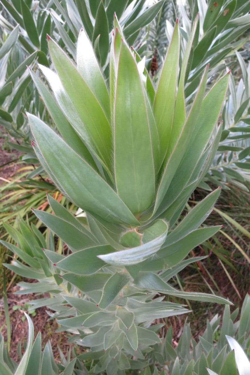 Leucadendron 4