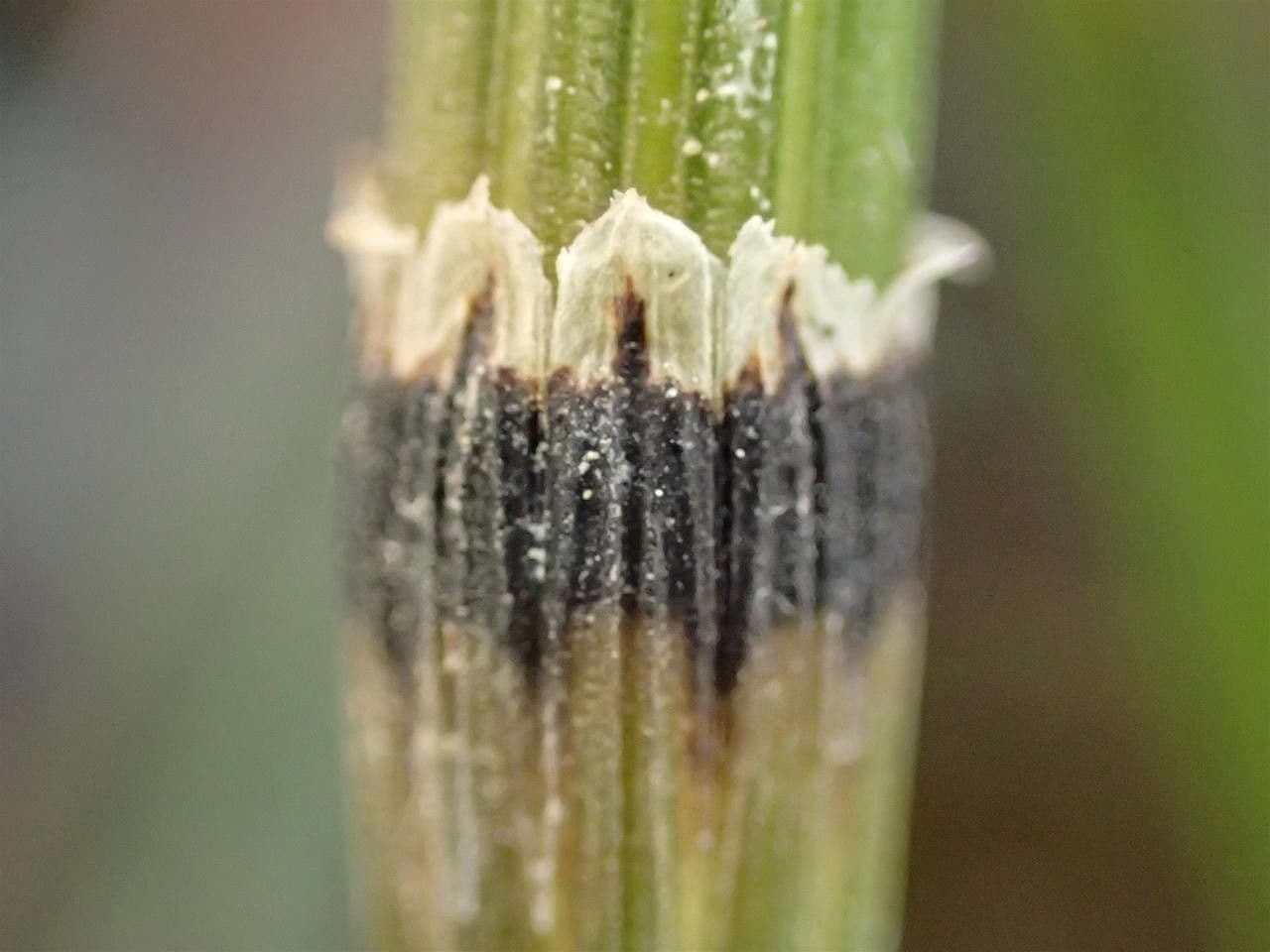 Equiseto variegato 15