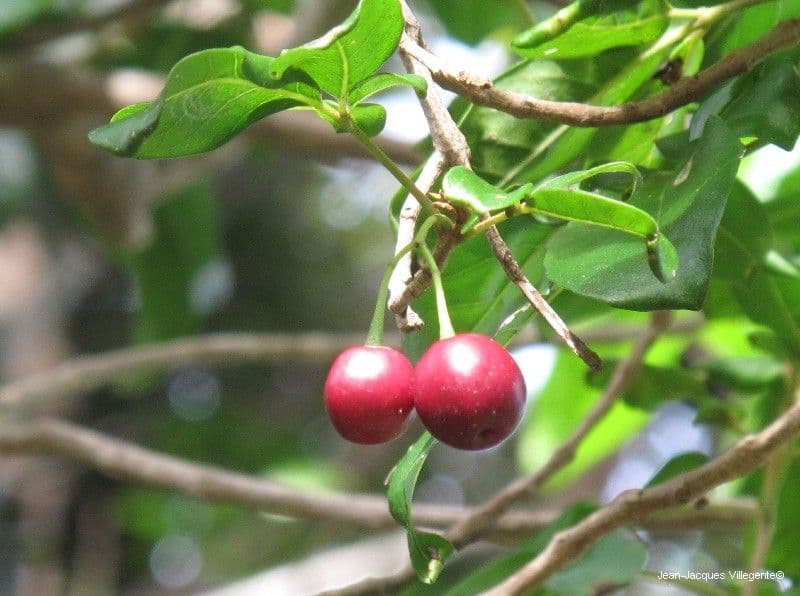 Mnich 2