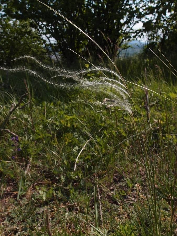 Estipa 10