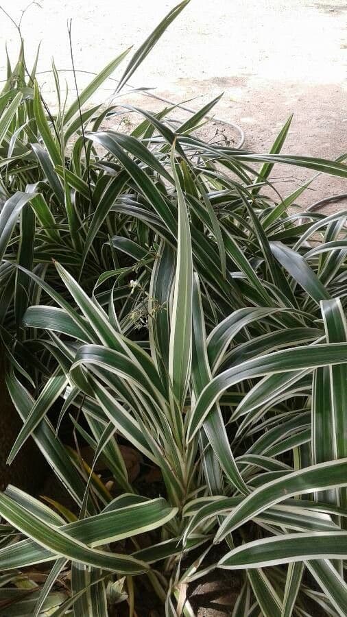 Dianella tasmanská 14