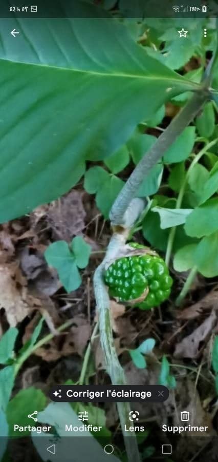 Arisema trójlistna 2