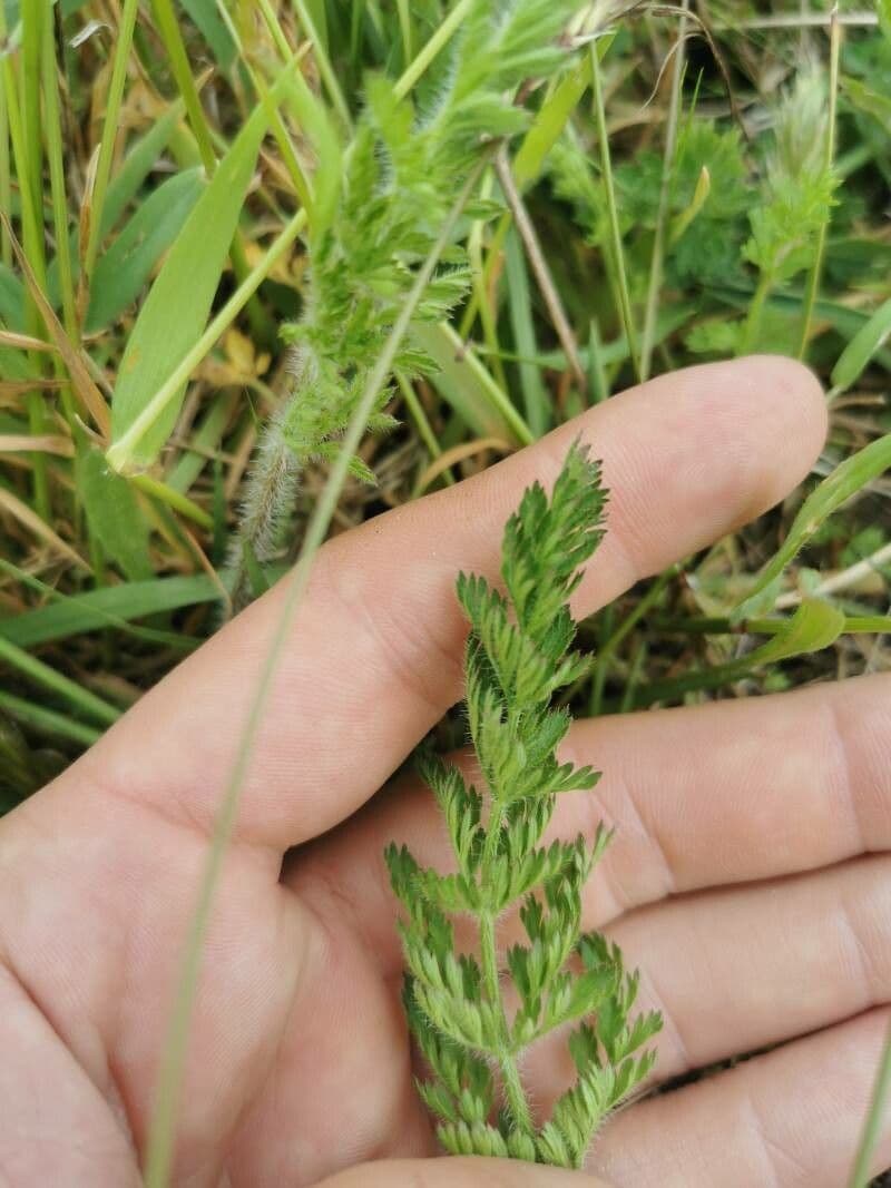 Carota selvatica irta 21
