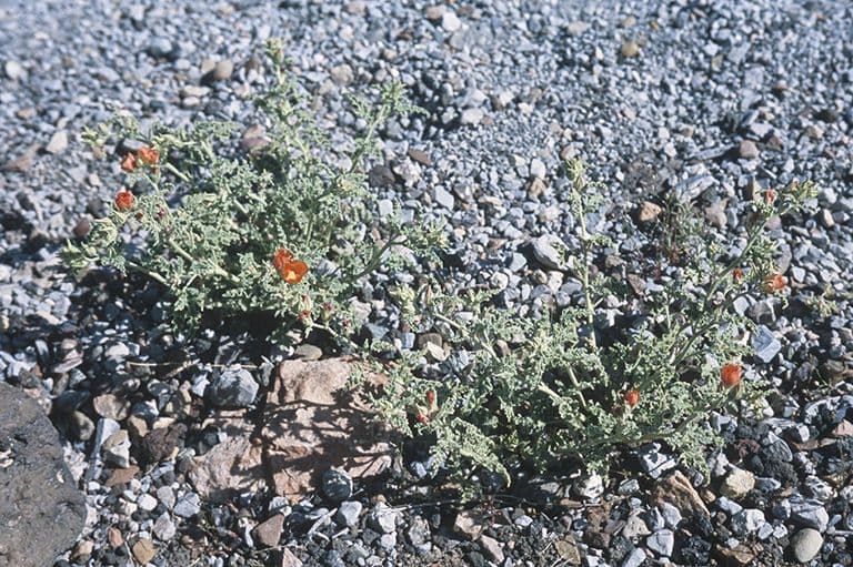 Sphaeralcea 6
