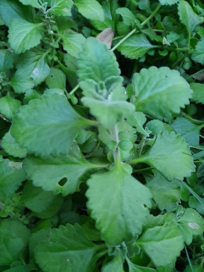 Plectranthus