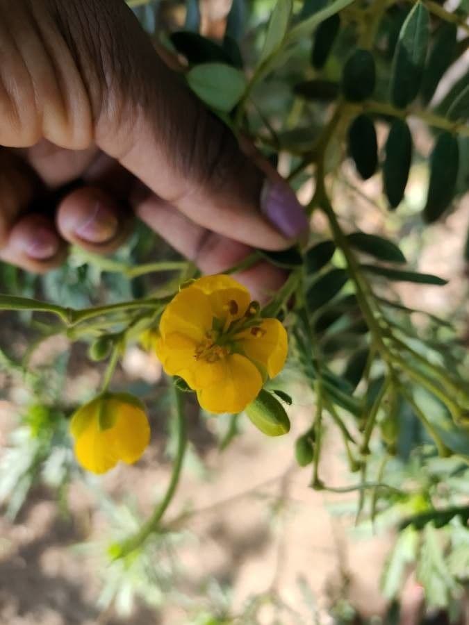 Senna petera 7