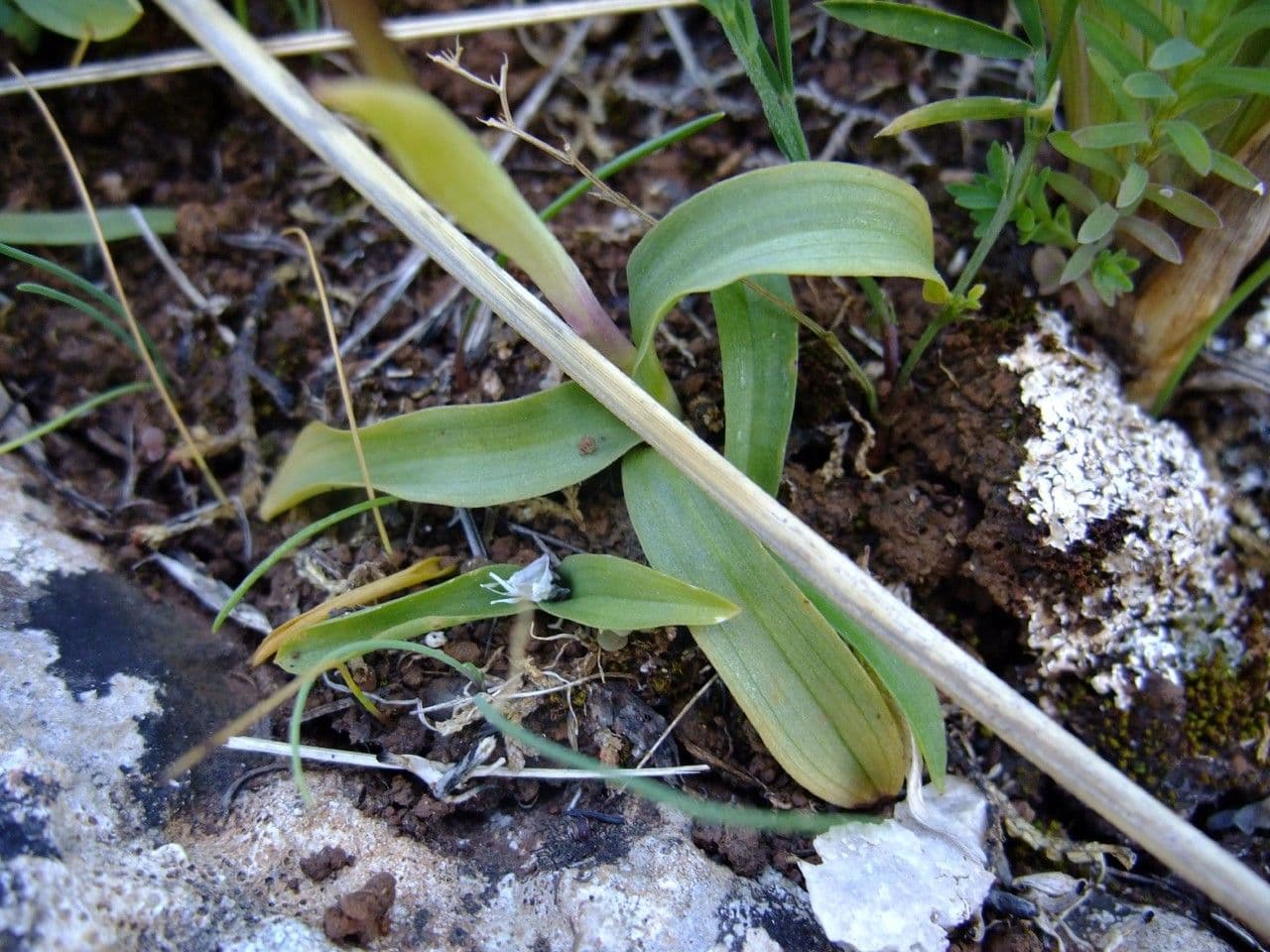 Orchide a quattro macchie 16