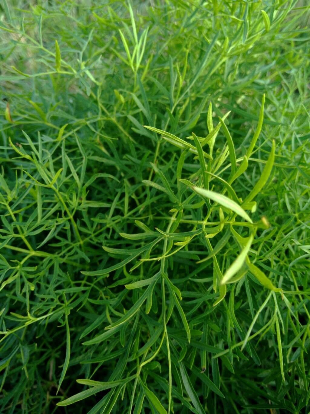 Gargania 18