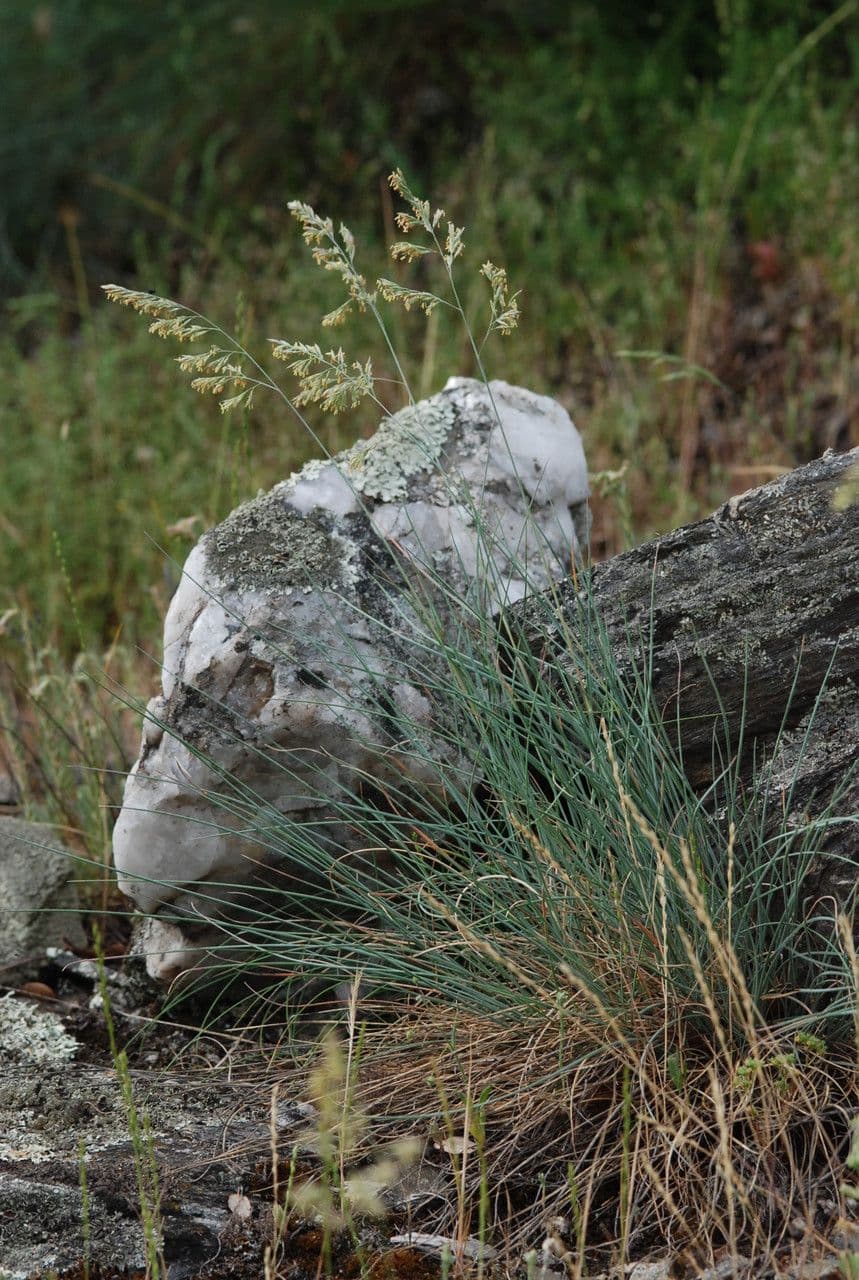 Kostřava arvernenská 3