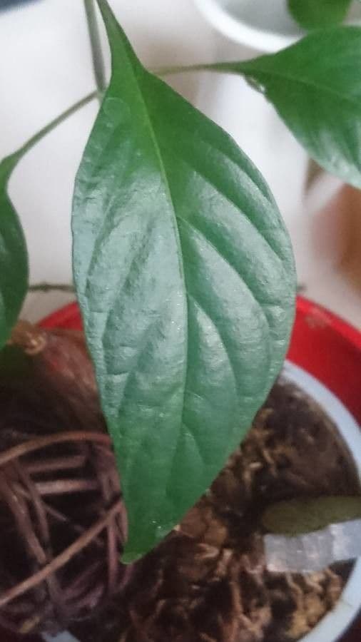 Pseuderanthemum 12