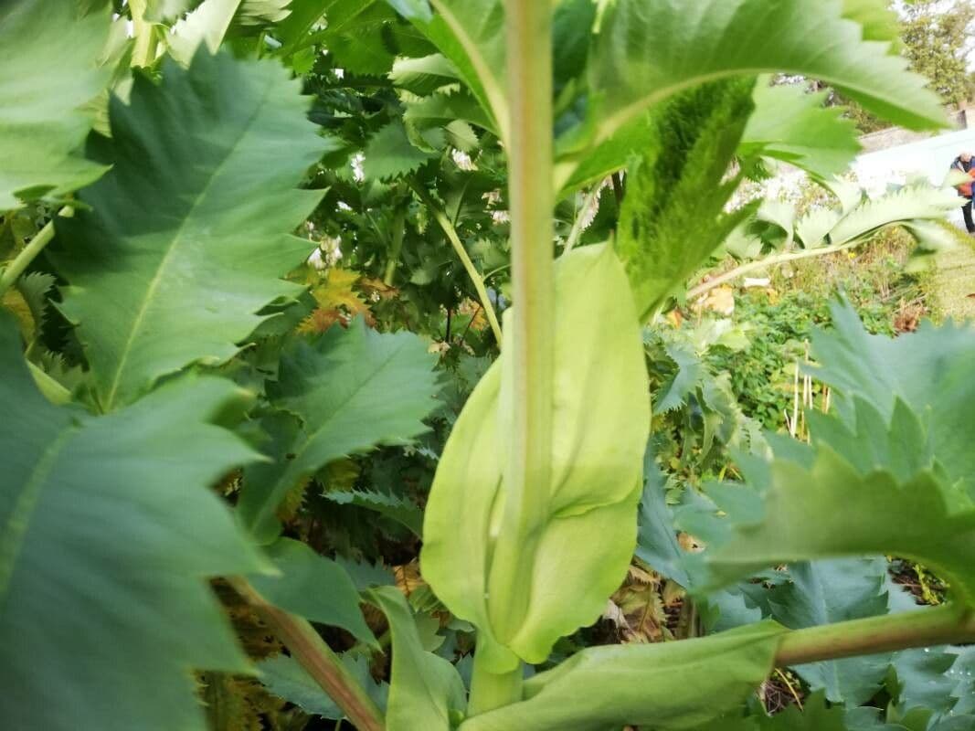 Melianthus maggiore 26