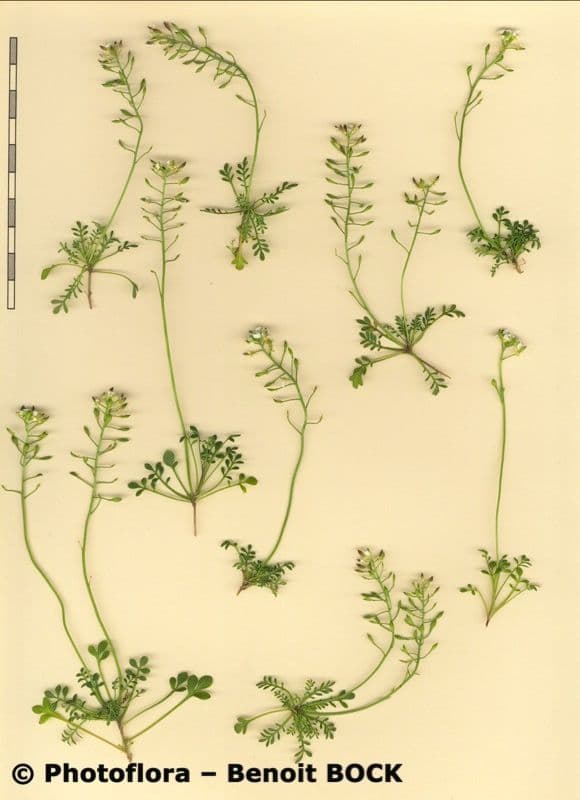 Iberidella alpina 24