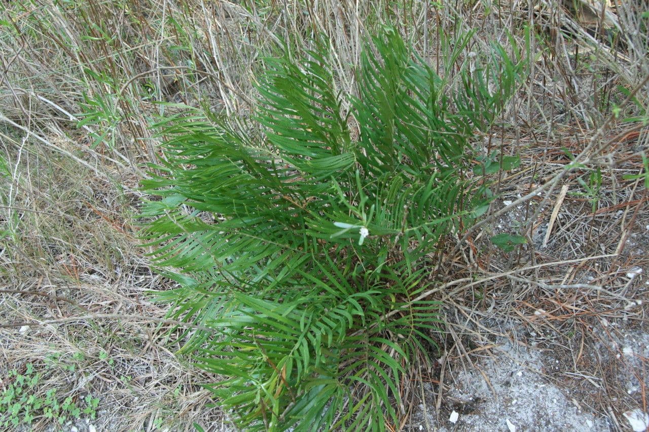 Zamia 11