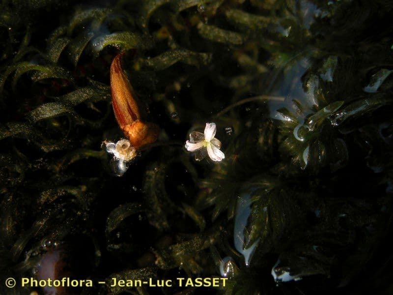 Elodea del Capo 4