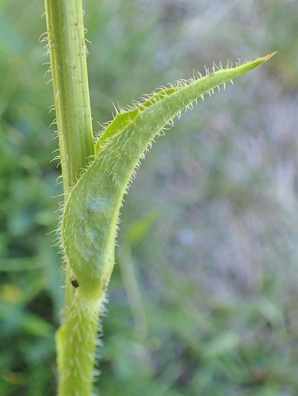 Costolina macchiata 22