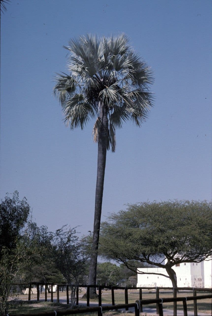 Makalani-Palme 6