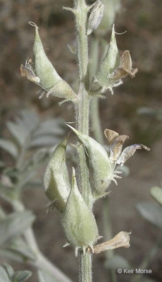 Astragalo maculato 5