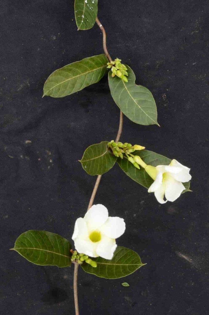 Odontadenia 7