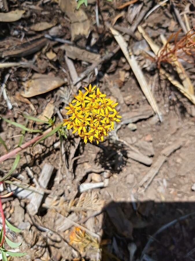 Quinchamalium 3