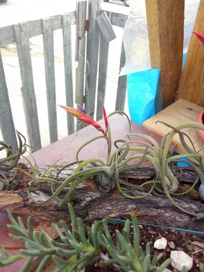 Tillandsia bulbosa 4