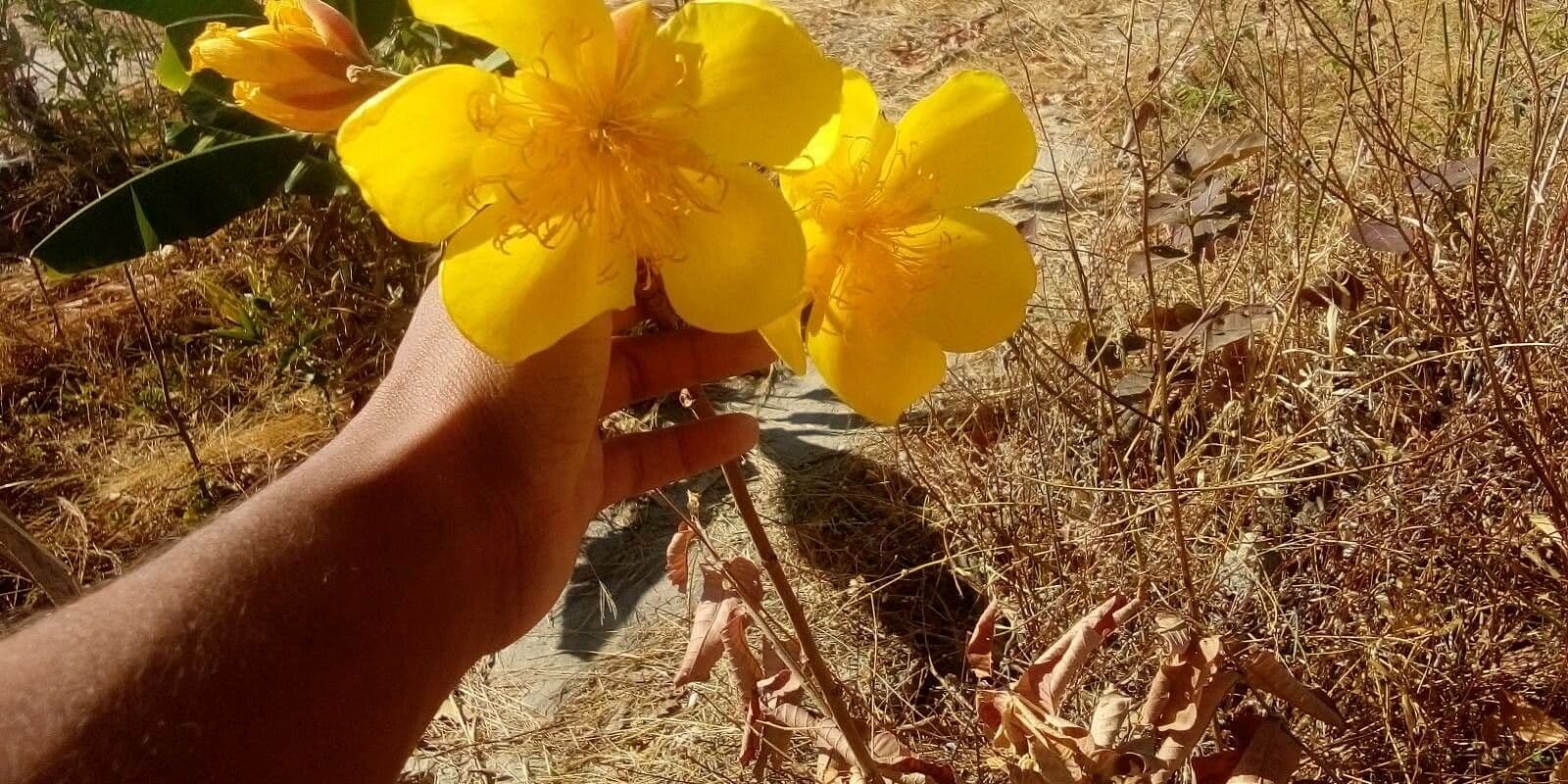 Cochlospermum 7