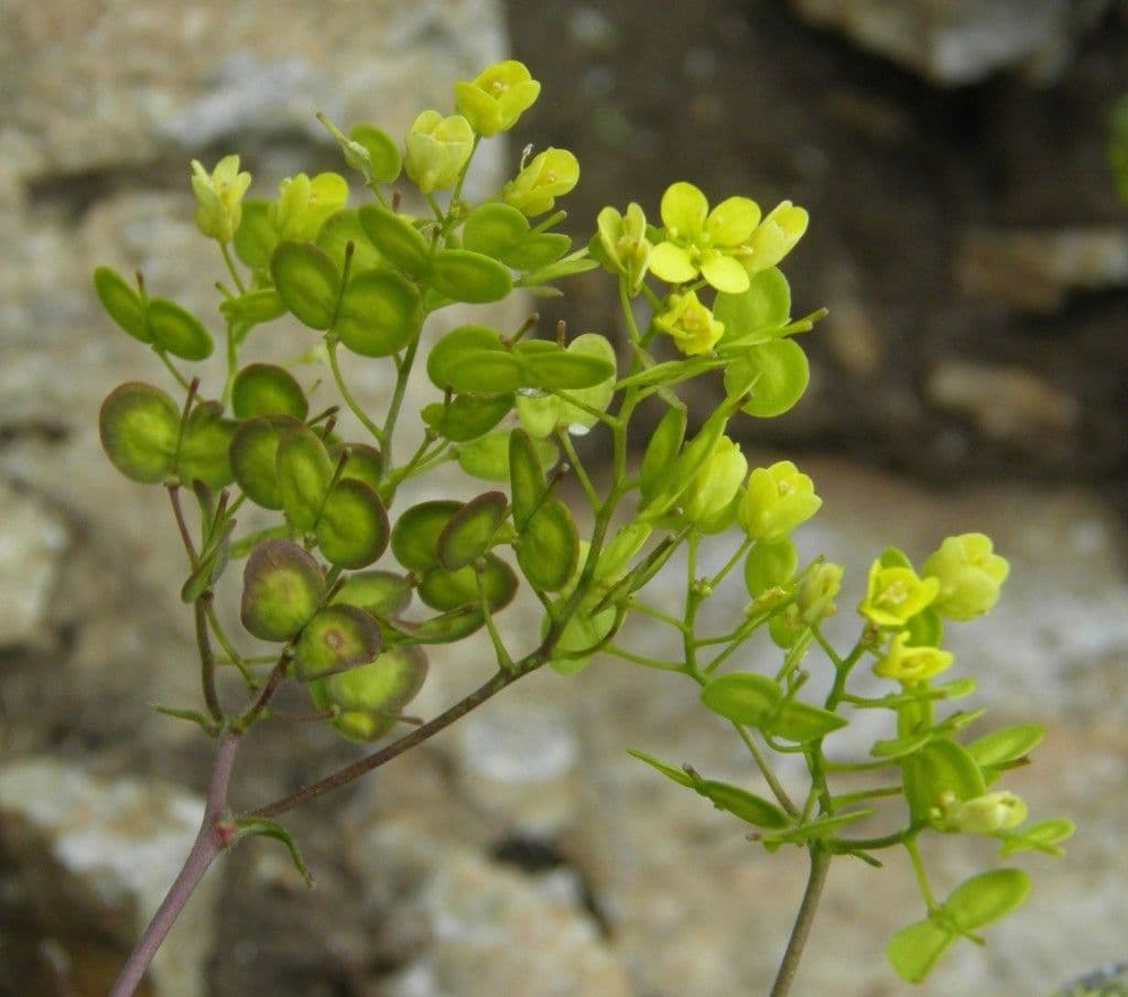 Biscutella arvernensis 7