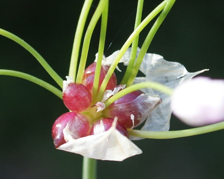 Aglio roseo 28